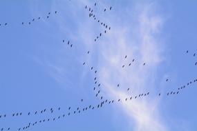 Migratory Birds on sky