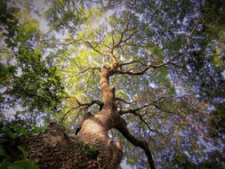 Green Tree at Sunset