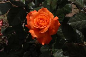 orange rose on a bush in nature close-up
