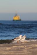 Seagull Bird near Sea