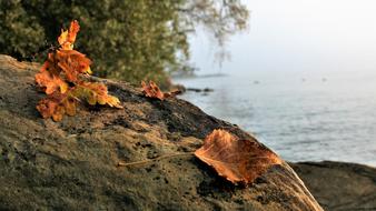 Autumn Morning Leaf