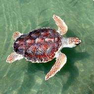 a young turtle swims in the water