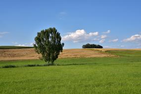green tree in a meadow with green grass
