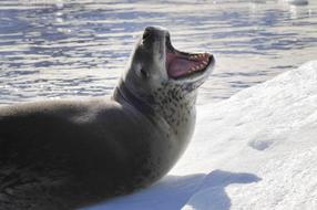 wild leopard seal at Winter Cold