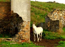 Beautiful and colorful landscape with white horse near the building, among the plants