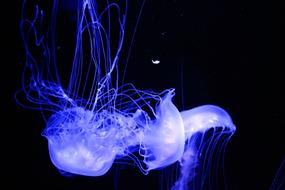 Aquatic Jellyfish Aquarium