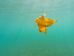 Underwater gold Leaf Maple