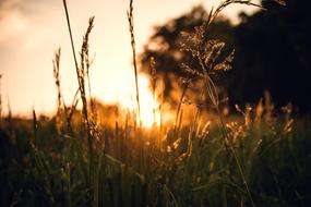 grass on the field and the morning sun