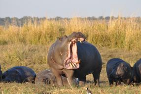 Cute and beautiful hippos among the grass in Botswana, Africa