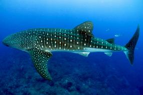 Whale Shark Swimming Ocean