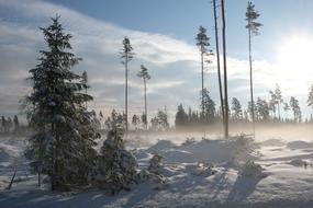 Sunny Winter Landscape