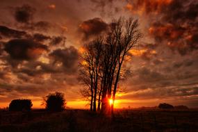 tree, horizon, golden evening sun