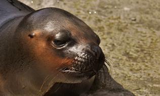 portrait of Seal Sea Lion Water