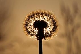 dandelion silhouette on blurred sunset background