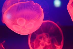 Beautiful, pink and red jellyfishes with lights, in the aquarium