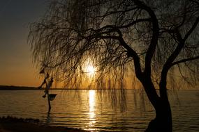 tree on the background of sunset on the shore of Lake Steinhuder Meer