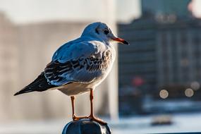 Seagull Bird Hamburg