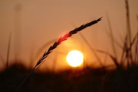 Grain Sunset Scene