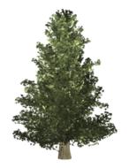 growing christmas tree