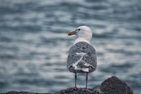 Seagull Alaska Sea Birds