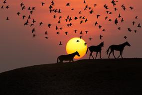 Landscape of Birds Silhouettes at Sunset