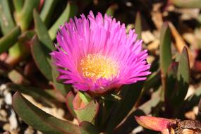 Pink Flower Petals green leaf
