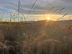 Sunset Field Landscape