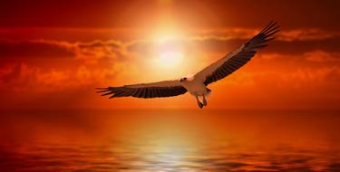 Beautiful and colorful, flying white tailed eagle above the water with ripple, at colorful and beautiful sunset, clipart