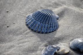 blue seashell on sandy beach close up