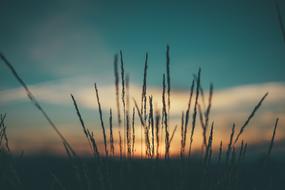 grass on the field at dusk close up