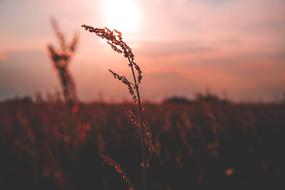 Beautiful and colorful plants on the field, at colorful and beautiful sunset among the clouds