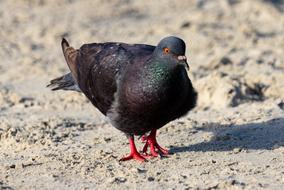 Pigeon on Sand Beach