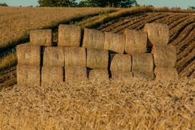 Yields of the beautiful wheat, on the field in the village in Poland