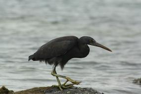 Pacific Reef Heron Dark bird