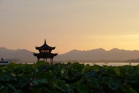 Lotus flowers field at Sunset in China