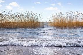 landscape of Sea Beach Reed