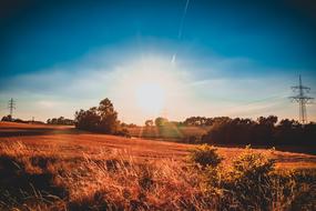 Beautiful and colorful field with plants, in sunlight, under the blue sky