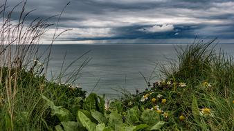 Beautiful and colorful plants and flowers on the coast of the sea, under the clouds