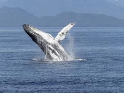 Humpback Whale Natural Spectacle