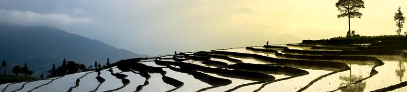 landscape of Transplanted rice field