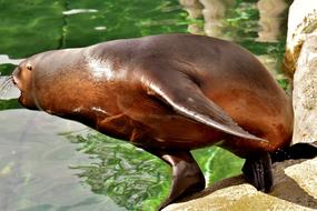 sea lion jumping into the water