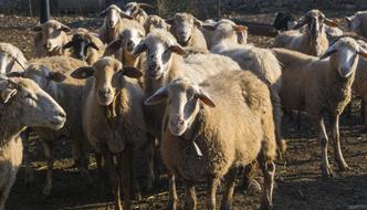 Sheep Nature Animal