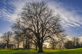 Autumn Tree in park at twilight