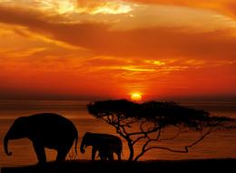 silhouettes of two elephants in the nature of african national park