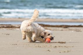 dog at Beach North Sea