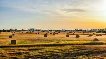 Field Landscape Agriculture