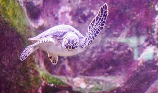 Cute, colorful and beautiful sea turtle swimming underwater, in light