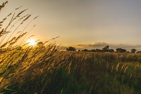 Nature Sunset Grass