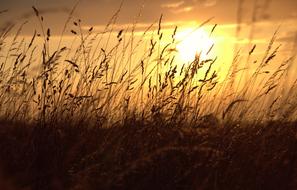 sunset in the grass close up