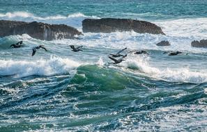Birds over Water Ocean
